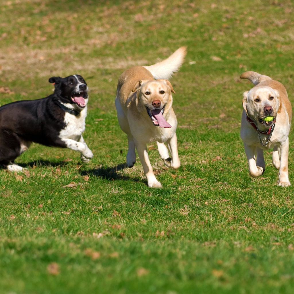 Top 5 Dog Parks in Menomonee Falls