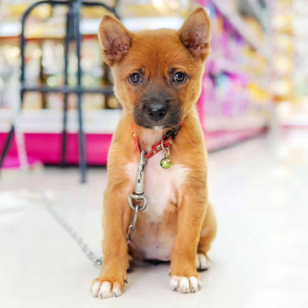 Top 2024 pet retailers