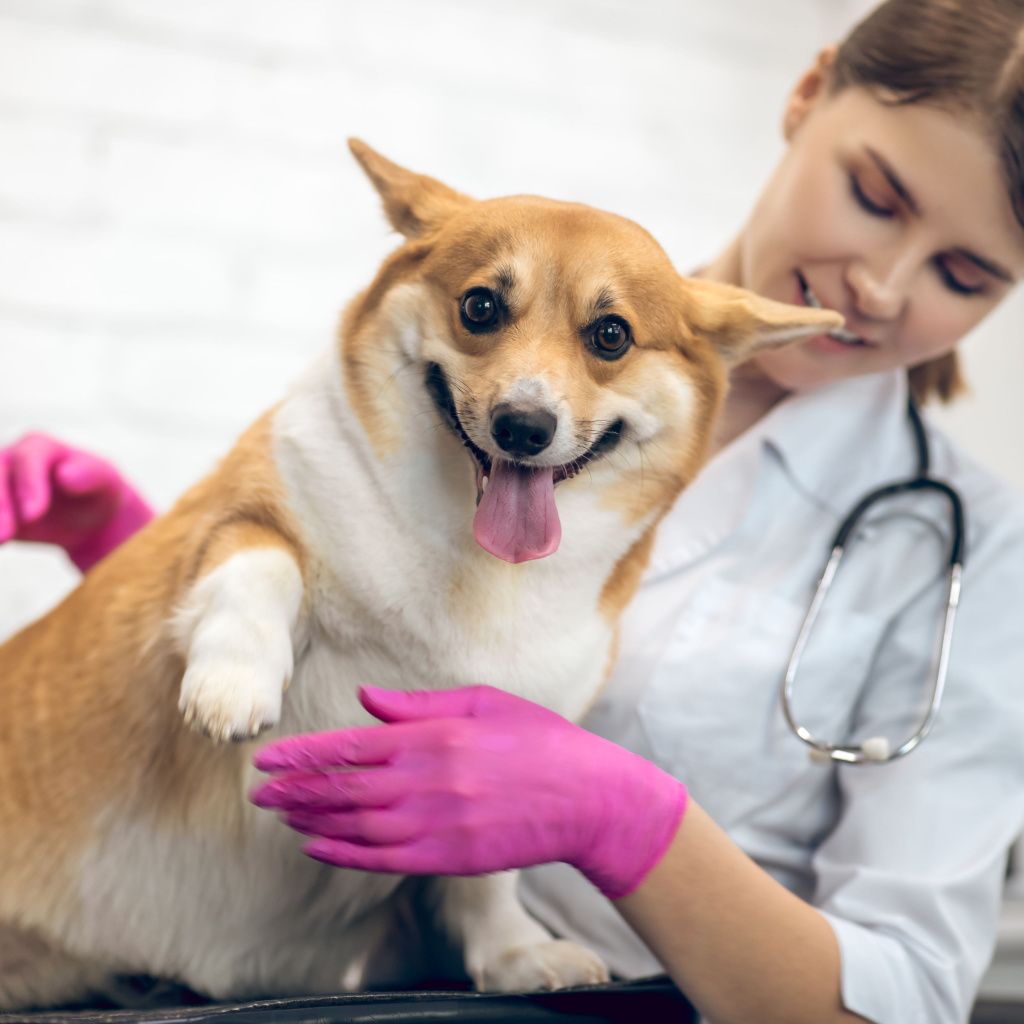 Top 5 Veterinarians in Menomonee Falls